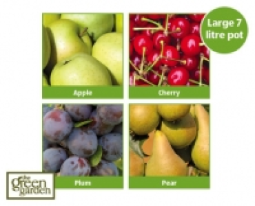 Potted Fruit Trees 11.99 €