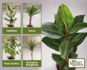 House Plant 5.99 €