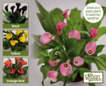 Calla Lily 4.99 €