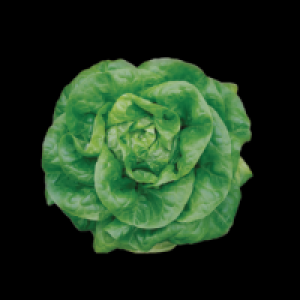 Centra Butterhead Lettuce 1pce 75.00 €