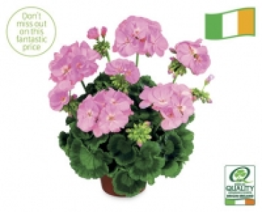 Irish Instant Colour Bedding Plants