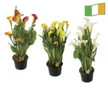 Calla Lily Pot
