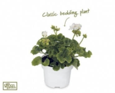 Geranium 3.99 €
