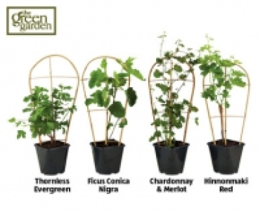 Trellis Trained Fruit Plants