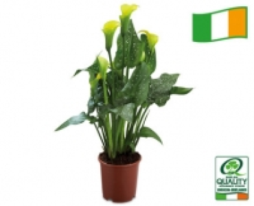 Irish Plants for Cut Flowers