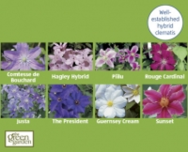 Clematis