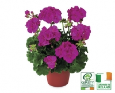 Aldi  Irish Flowering Plants
