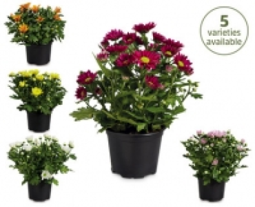 Chrysanthemum