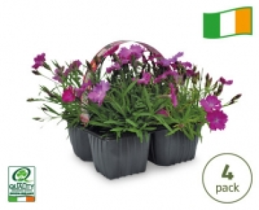 Dianthus