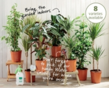 House Plants