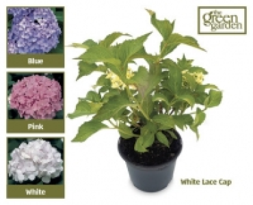 Hydrangea 9.49 €