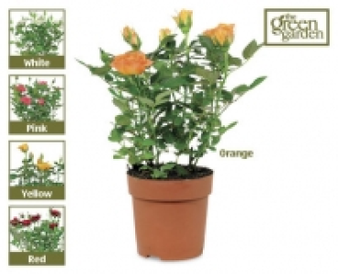 Miniature Rose