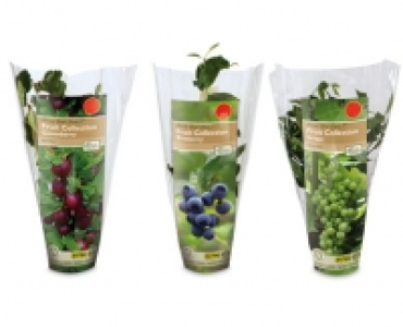 Fruit Collection 2.69 €