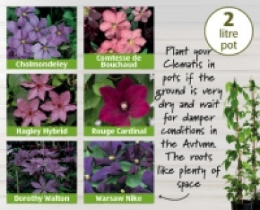 Summer Clematis 5.99 €