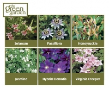 Climbing Plants