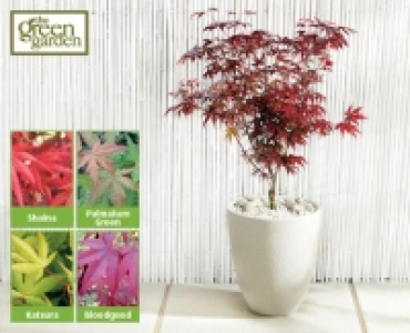 Japanese Acer 12.99 €