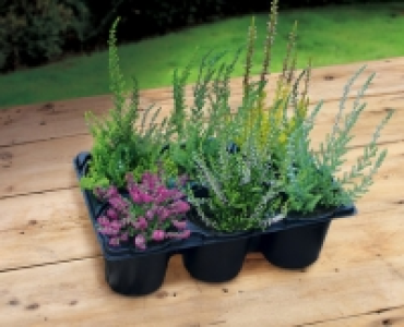Autumn Heather 6.99 €