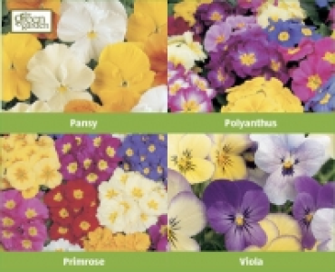 Autumn Bedding Plant Plug Pack