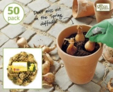 Daffodil Bulbs 2.99 €