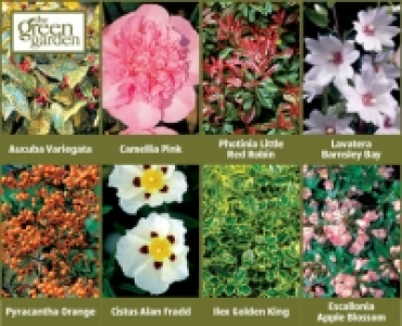 Evergreen Shrubs