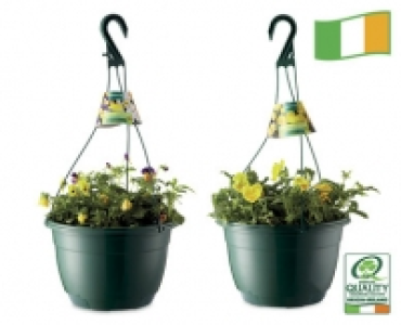 Irish Viola/Pansy Hanging Basket