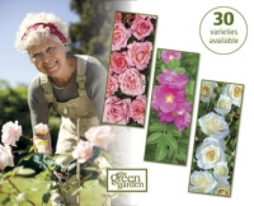 English Grown Roses