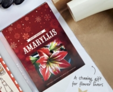 Amaryllis Gift Box