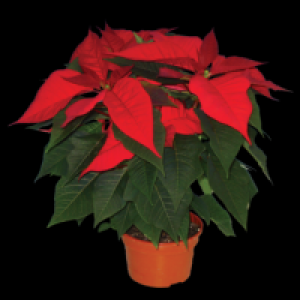 Centra Irish Grown Poinsettia 1pce