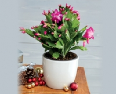 Christmas Cactus 3.99 €