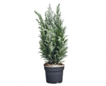 Mini Christmas Tree