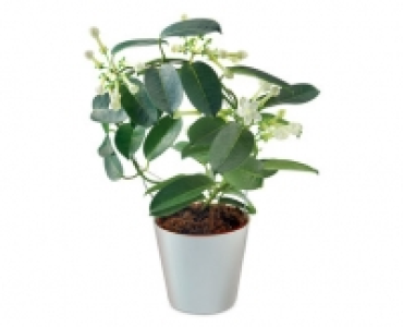 Stephanotis
