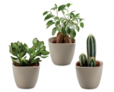 Gift Boxed Exotic Plant 7.99 €
