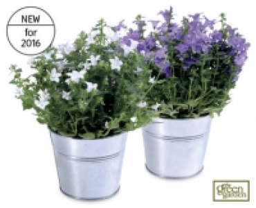 Campanula