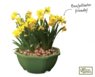 Spring Bulb Colour Planter
