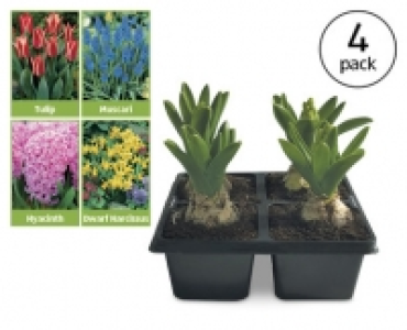 Spring Bulb Collection