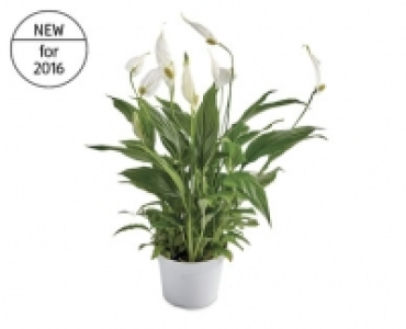 Peace Lily  3.99 €