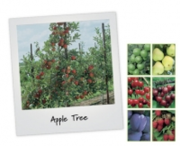 Fruit Tree