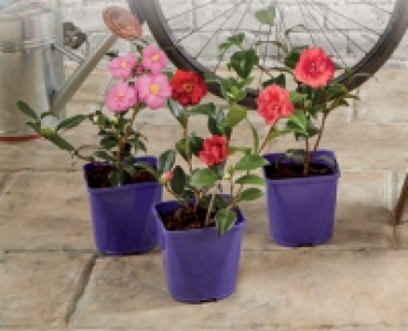 Camellia 5.99 €