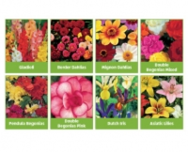 Summer Flowering/Perennial Bulbs
