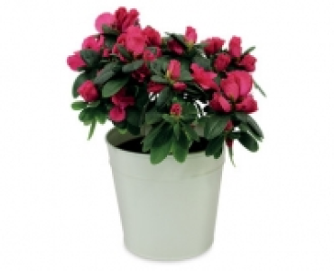 Azalea 12cm