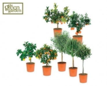 Mediterranean Plants 19.99 €
