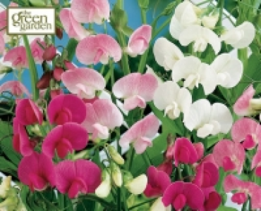 Everlasting Sweet Pea