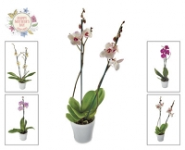 Double Stem Orchid