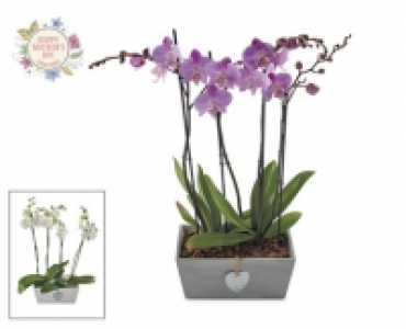 Orchid Arrangement