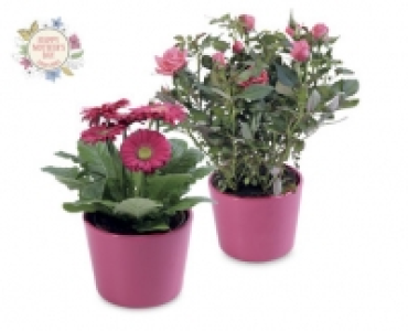 Mothers Day Rose/Gerbera