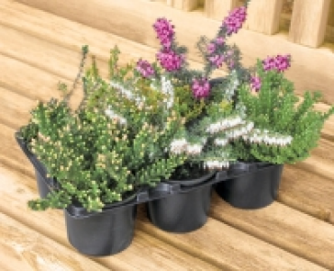 Aldi  Spring Heather