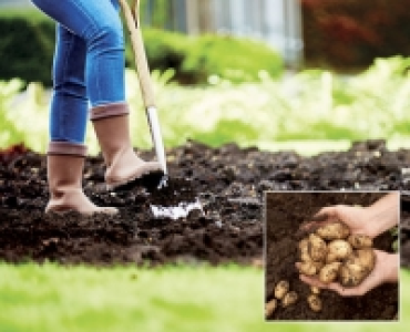 Seed Potatoes