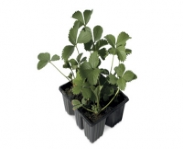 Strawberry Plants 4.99 €