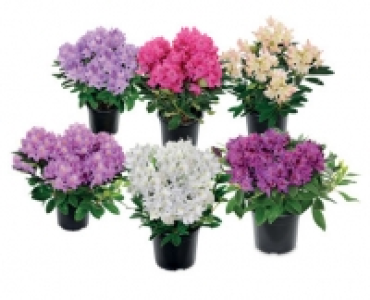 Rhododendron