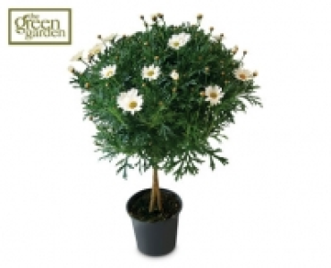 Marguerite Standard/Bush